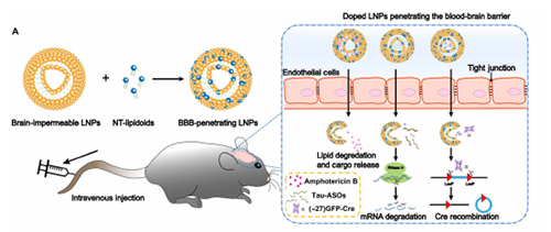将神经递质与LNP掺杂，获得拥有穿透BBB能力的载体。