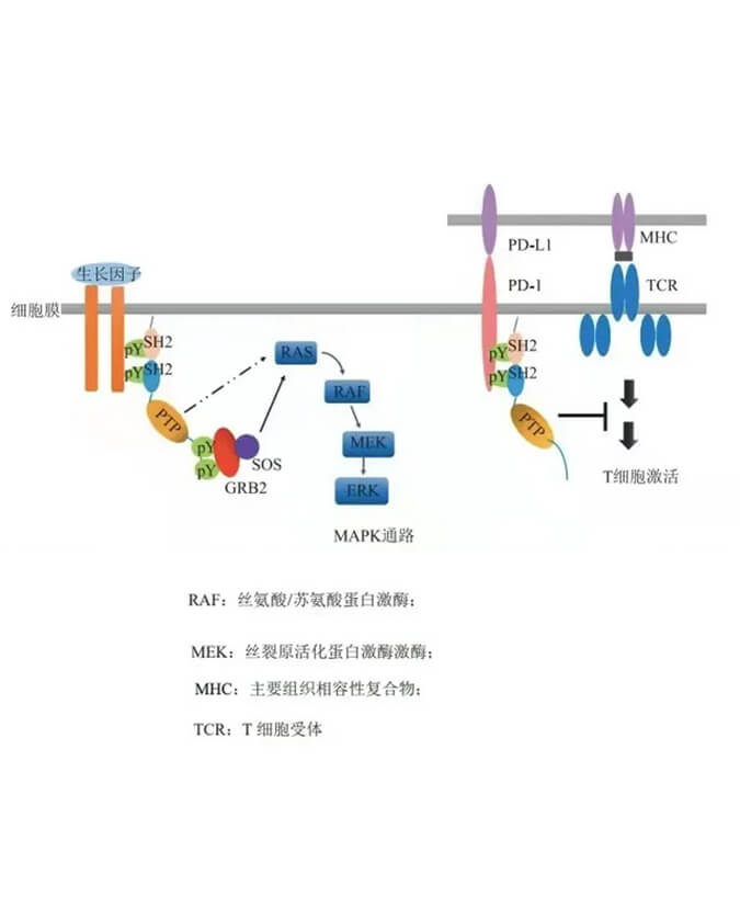 人生就是博助力凌达生物SHP2变构抑制剂RG001片获批临床.jpg