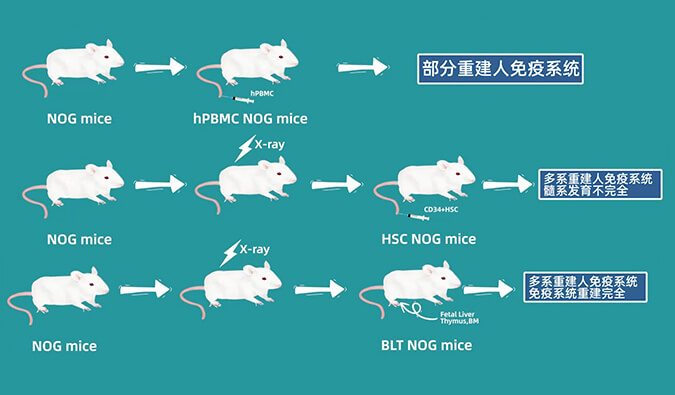 评价肿瘤药物的动物药效模型，你选对了吗.jpg