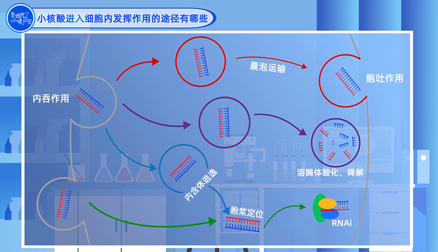 小核酸进入细胞内发挥作用的途径有哪些？