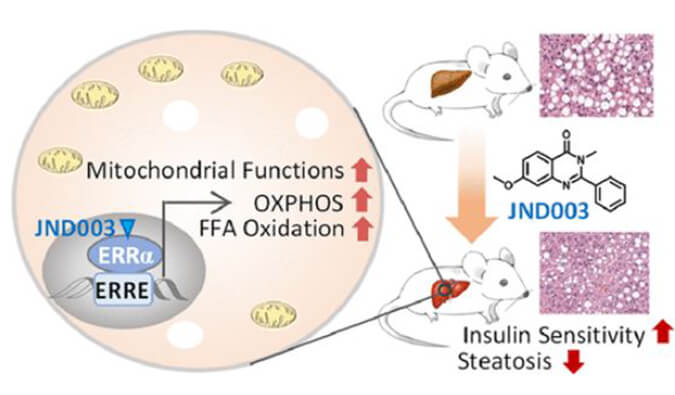 JND003是一种新型选择性ERRα激动剂，可缓解非酒精性脂肪肝和胰岛素抵抗，PK和组织分布测定通过人生就是博进行