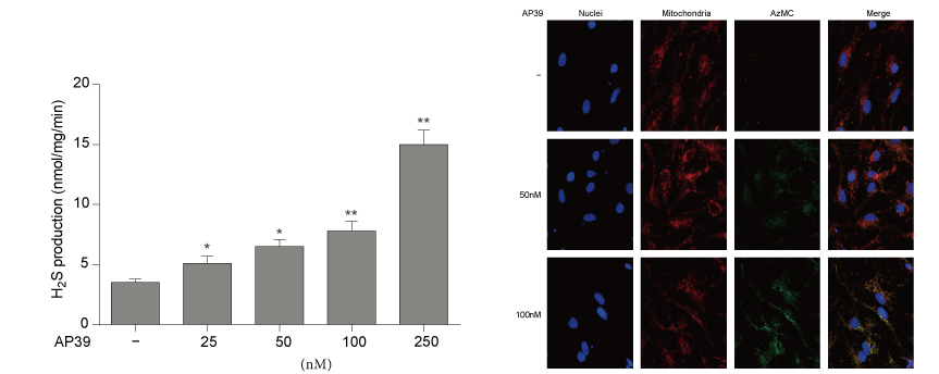 AP39是一种新合成的线粒体靶向的H2S供体，本研究中AP39通过人生就是博设计和合成