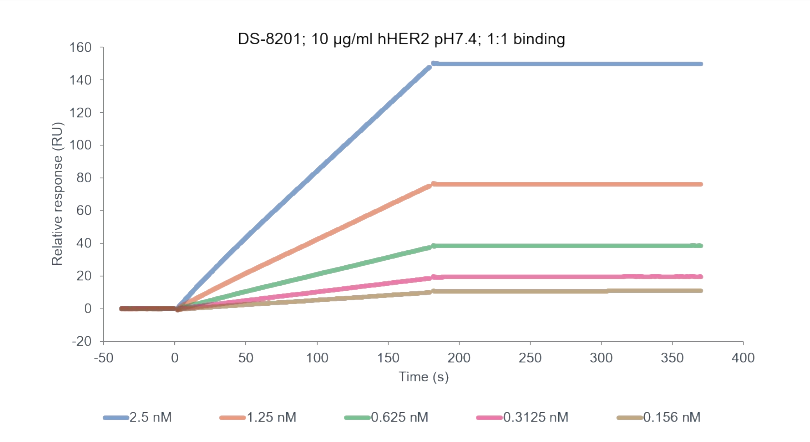 DS8201 binding with hHER2.png