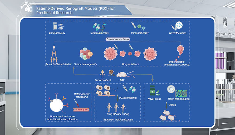 什么是临床前研究的PDX（人源肿瘤异种移植）模型？