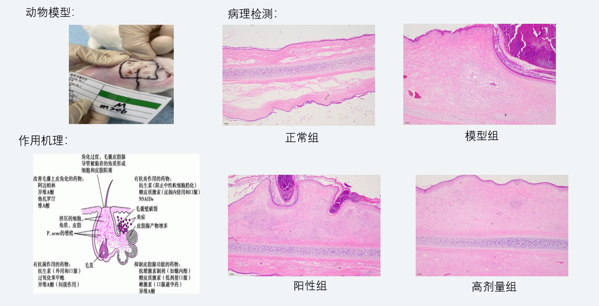 案例3：新西兰兔痤疮药效研究.jpg